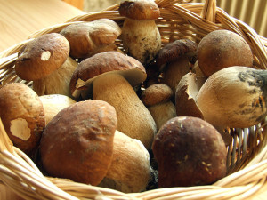 Sagra Funghi Porcini