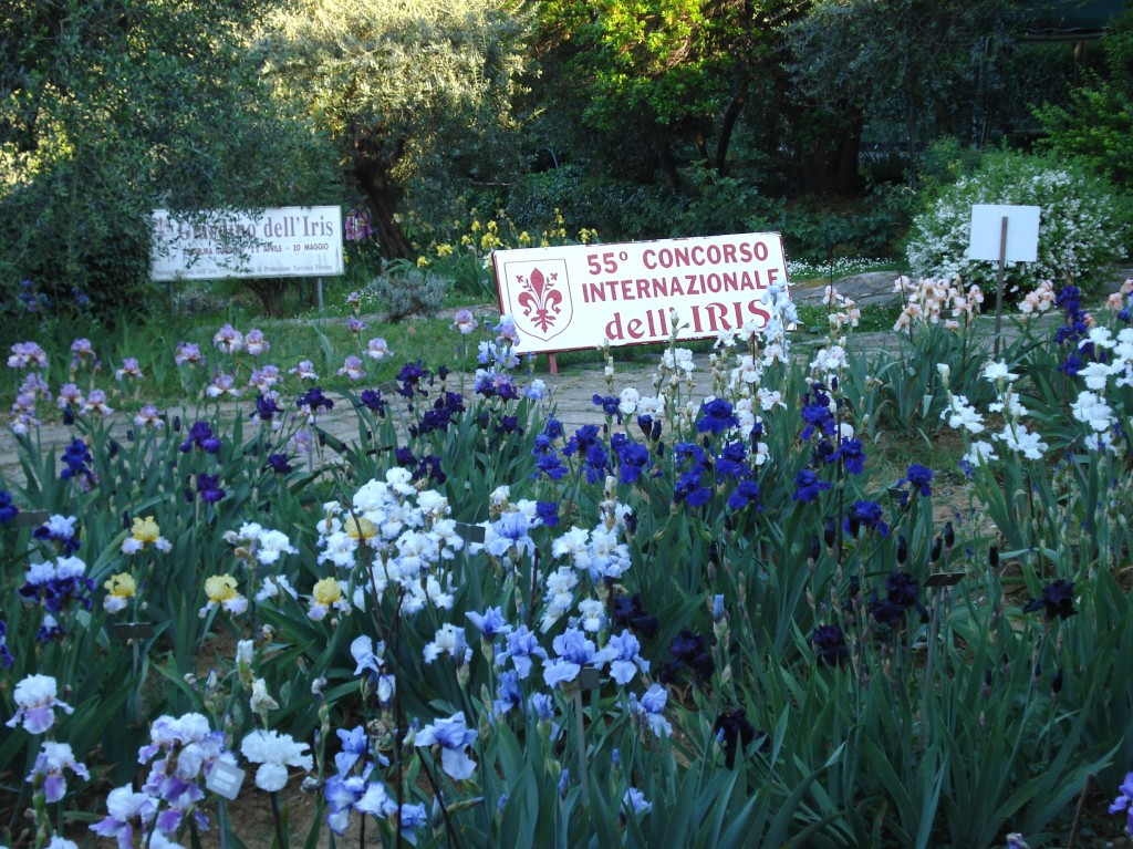 giardino-iris-May-11-040