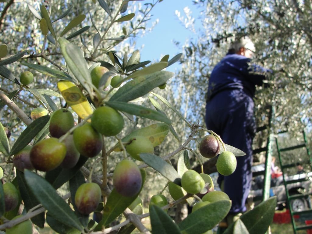 oliva-olio-raccolta-scala